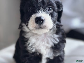 Mixed Breed dogs - Ad 4