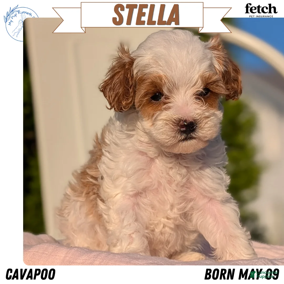 Cavapoo dogs for sale: Stella - Ad 1