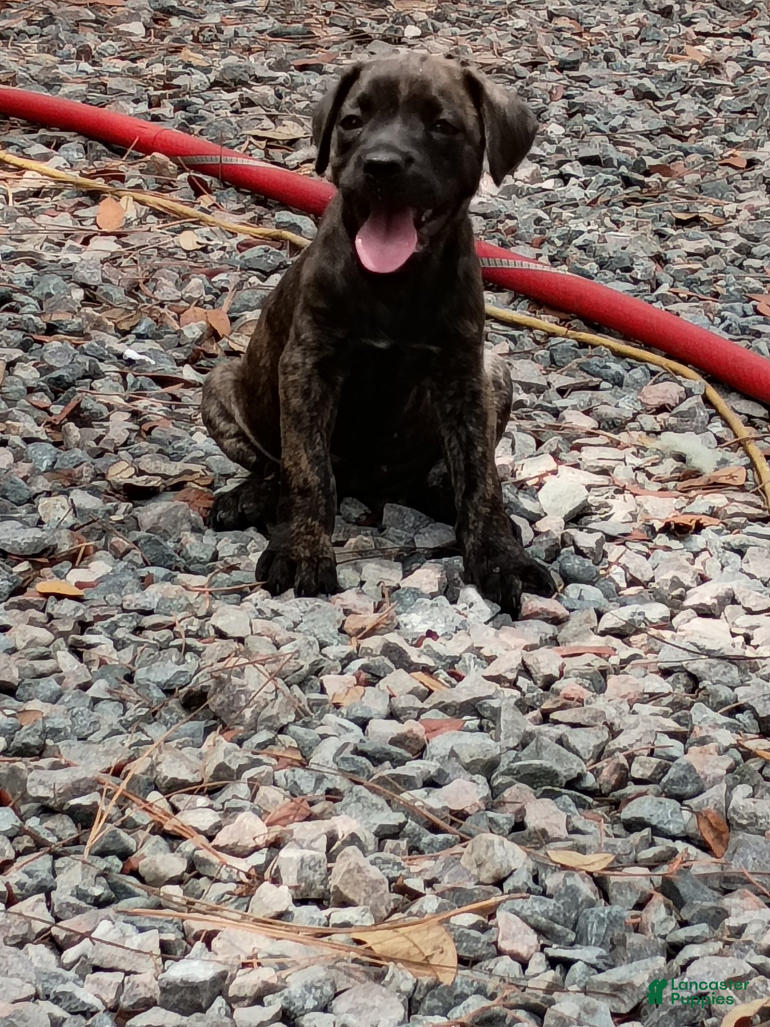 Cane Corso dogs Cane Corso Puppy 6 - Ad 12