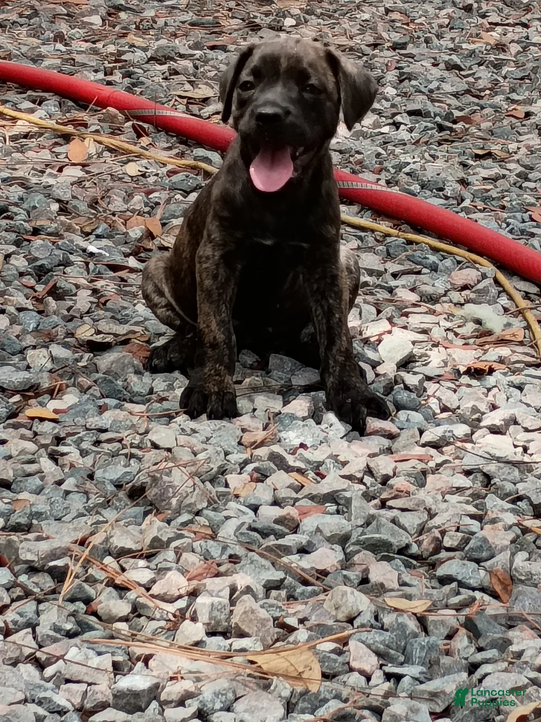 Cane Corso dogs for sale: Cane Corso Puppy 6 - Ad 1