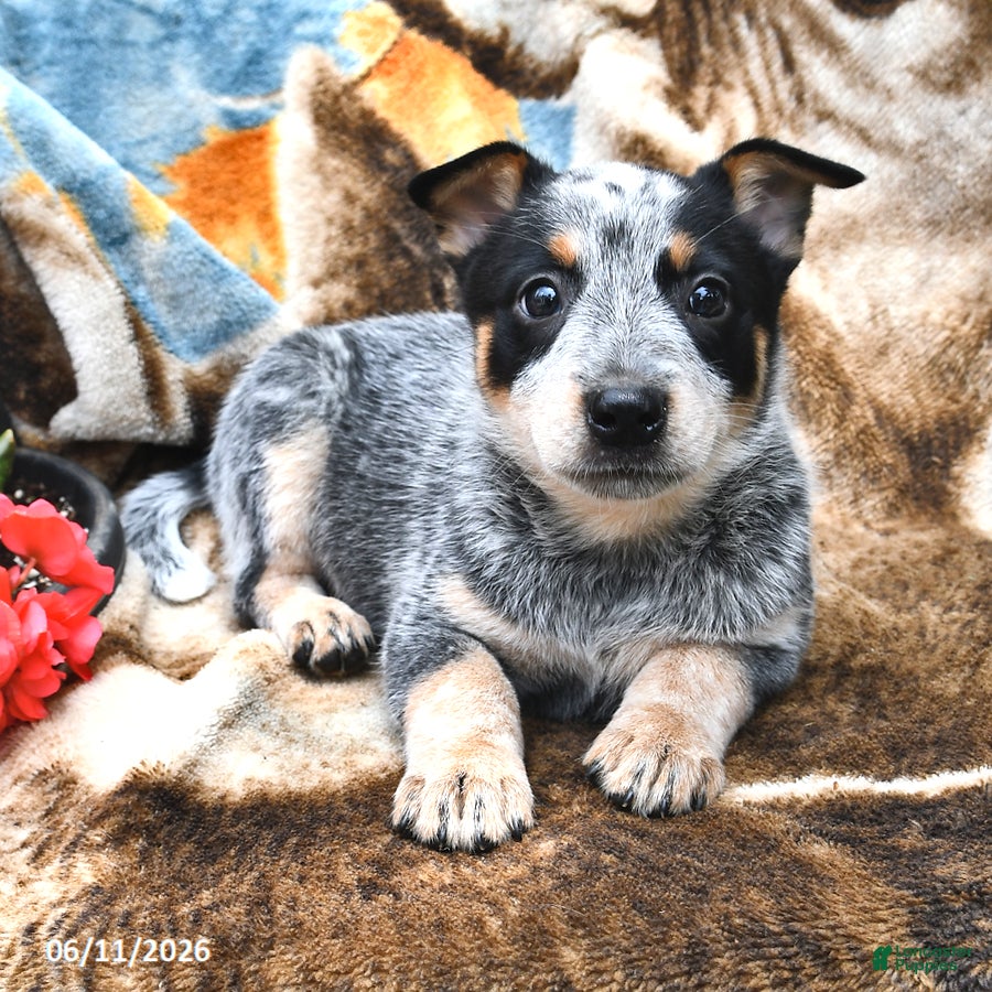 Australian Cattle Dog dogs Holly - Ad 2
