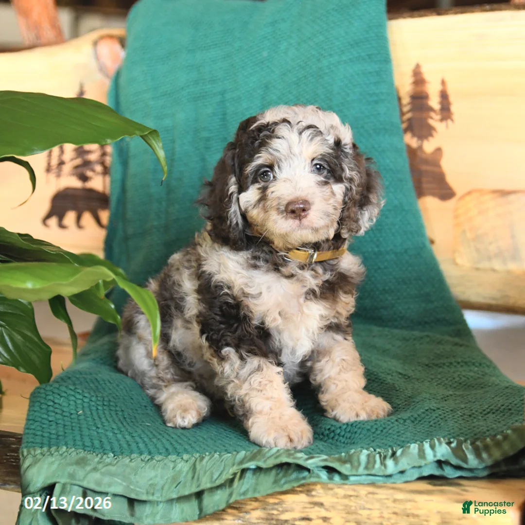 Cockapoo dogs for sale: Mason - Ad 1