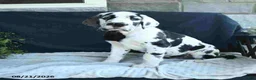 Great Dane dogs for sale: Chase - Ad 9