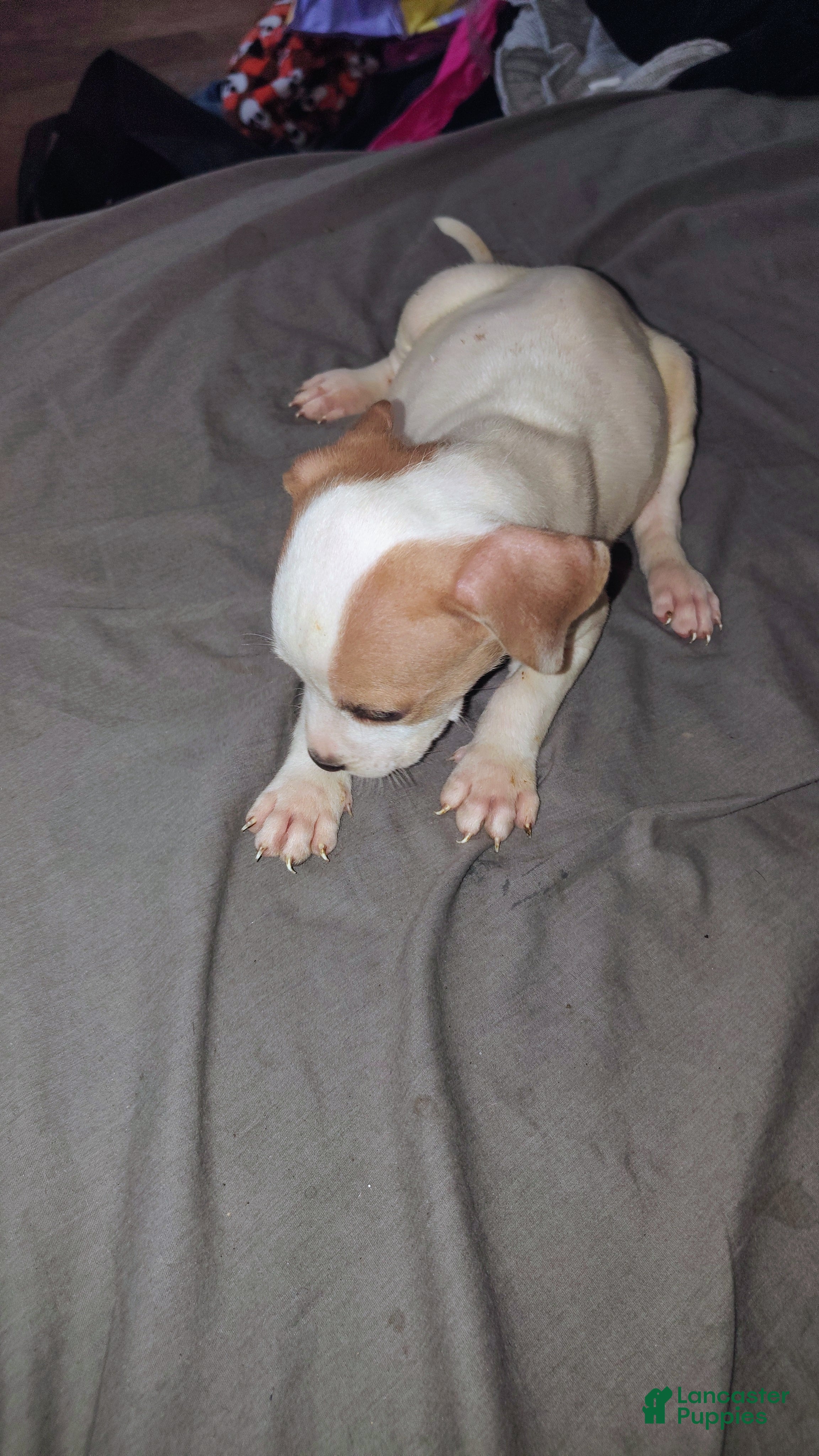 American Staffordshire Terrier dogs American Staffordshire Terrier 6 - Ad 25