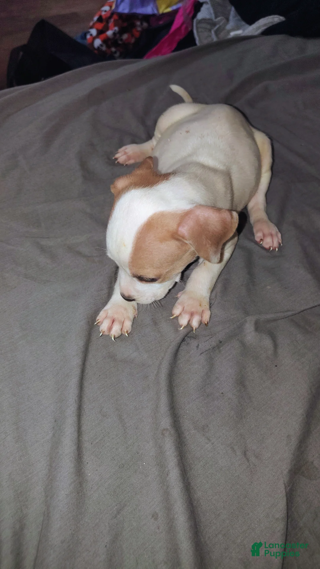 American Staffordshire Terrier dogs for sale: American Staffordshire Terrier 6 - Ad 1