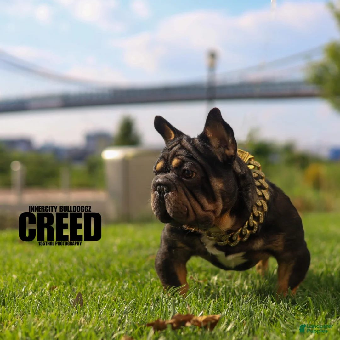 French Bulldog dogs for sale: Clove - Ad 8