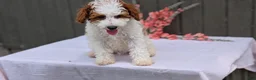 Miniature Poodle dogs for sale: Apollo - Ad 7