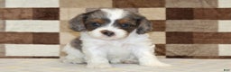 Cavapoo dogs for sale: Trixie - Ad 3