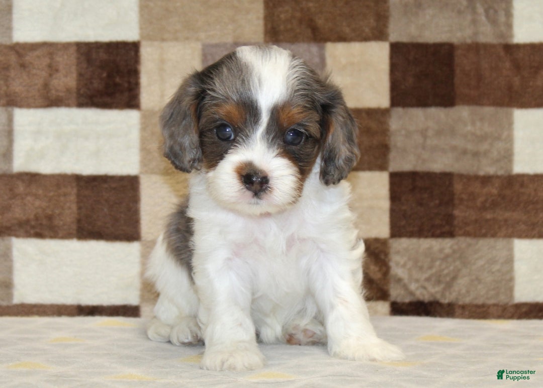 Cavapoo dogs for sale: Trixie - Ad 3