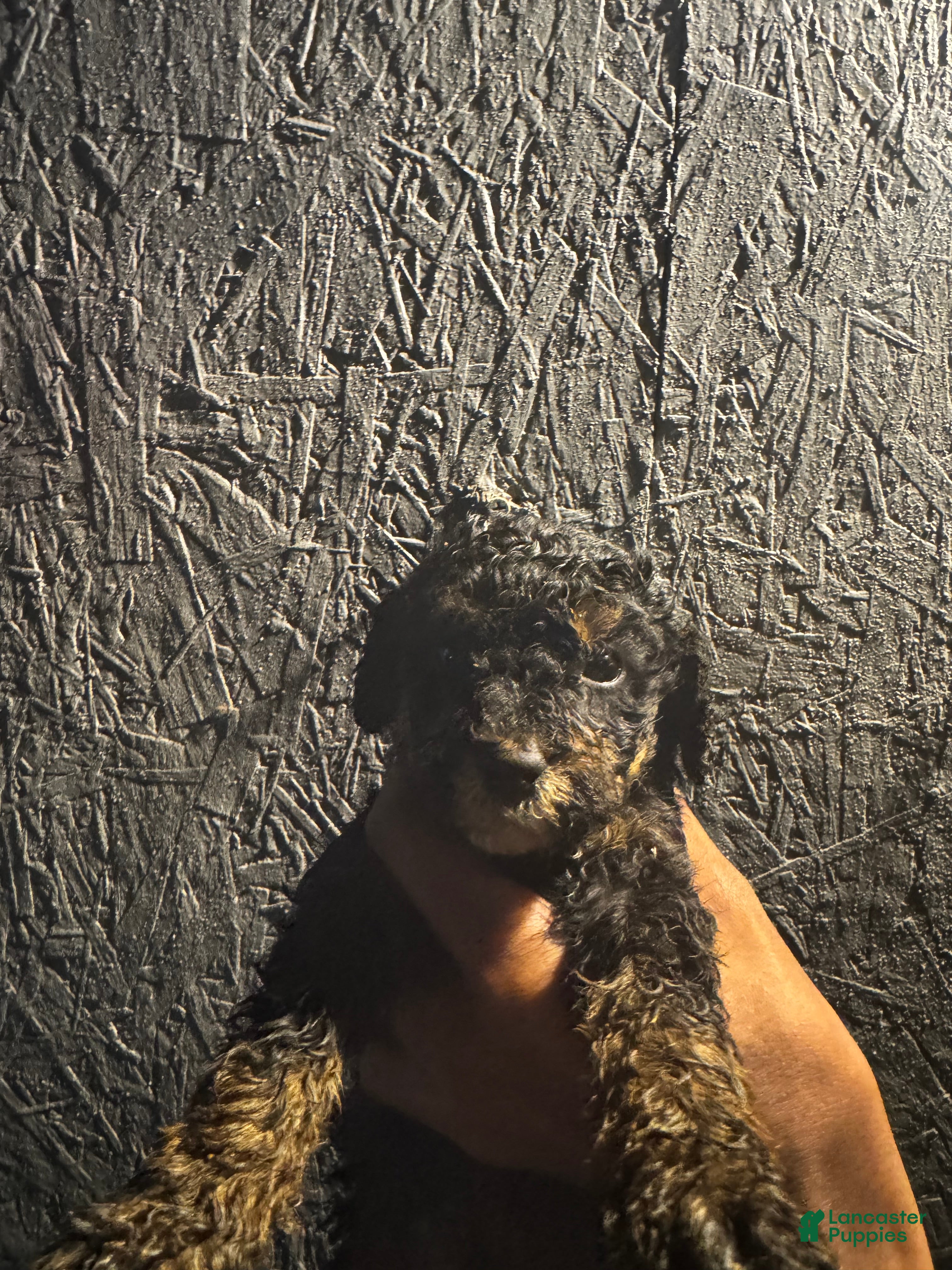 Bernedoodle dogs Bernedoodle 3 - Ad 42