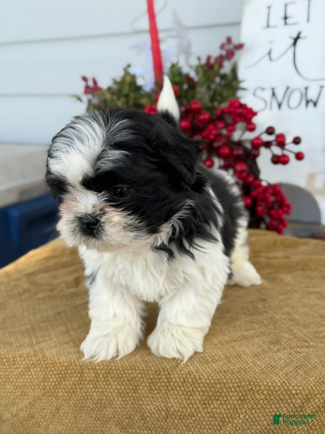 Shih Tzu dogs for sale: Pip - Ad 11