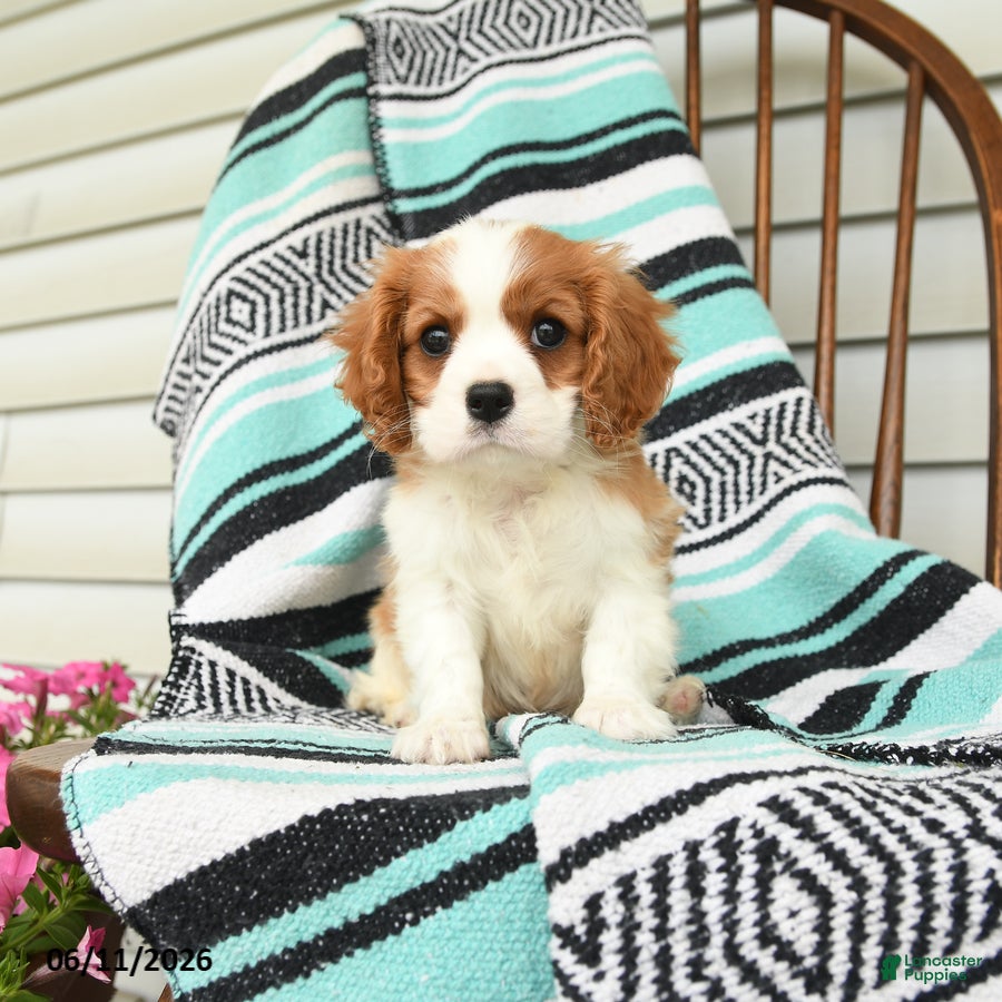 Cavalier King Charles Spaniel dogs Helen - Ad 1