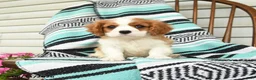 Cavalier King Charles Spaniel dogs for sale: Helen - Ad 1