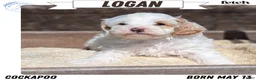 Cockapoo dogs for sale: Logan - Ad 1