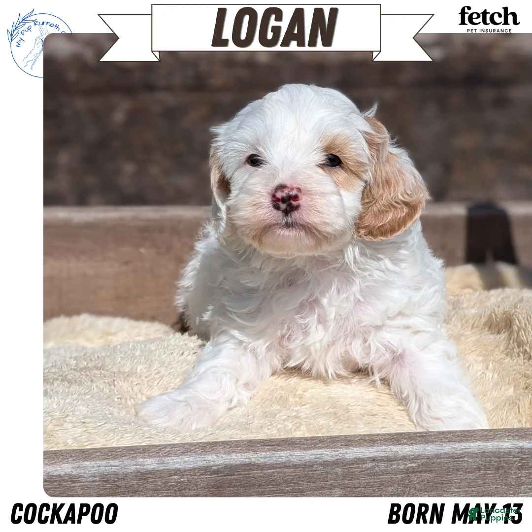 Cockapoo dogs for sale: Logan - Ad 1