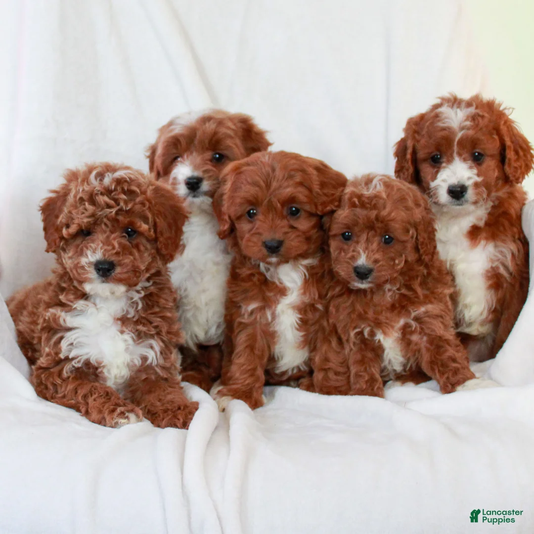 Cavapoo dogs for sale: Leo  - Ad 4