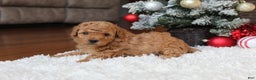 Toy Poodle dogs for sale: Carson - Ad 7
