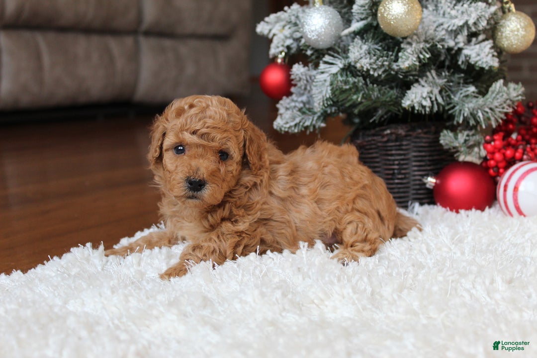 Toy Poodle dogs for sale: Carson - Ad 7