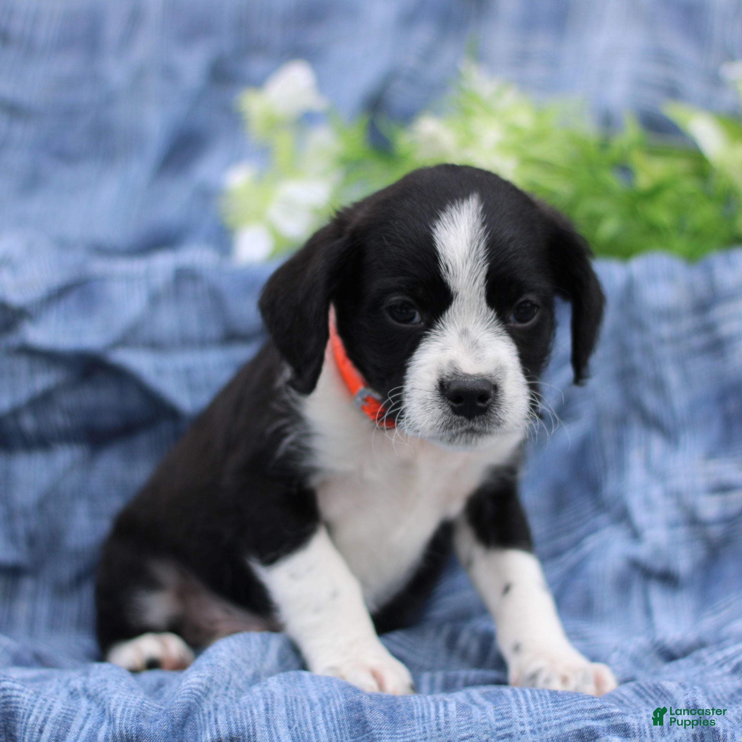 Mixed Breed dogs Karl  - Ad 2