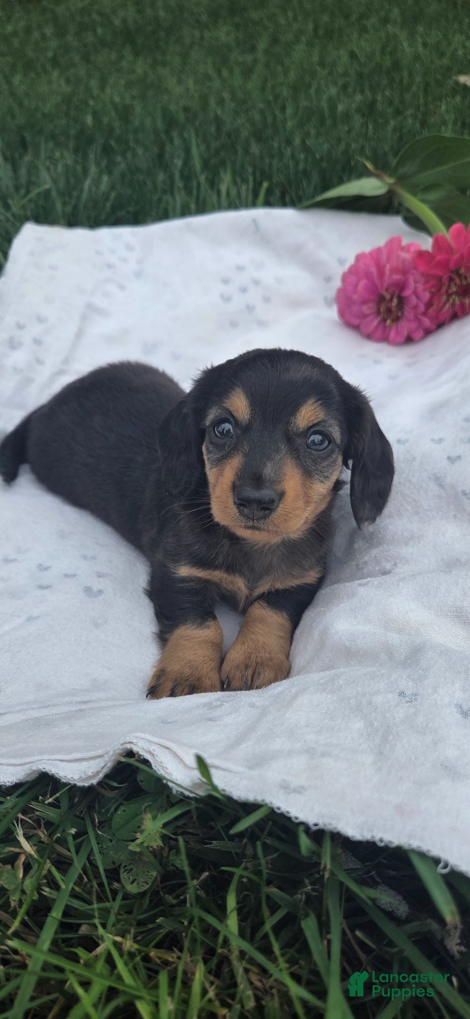 Miniature Dachshund dogs Jasmine - Ad 1