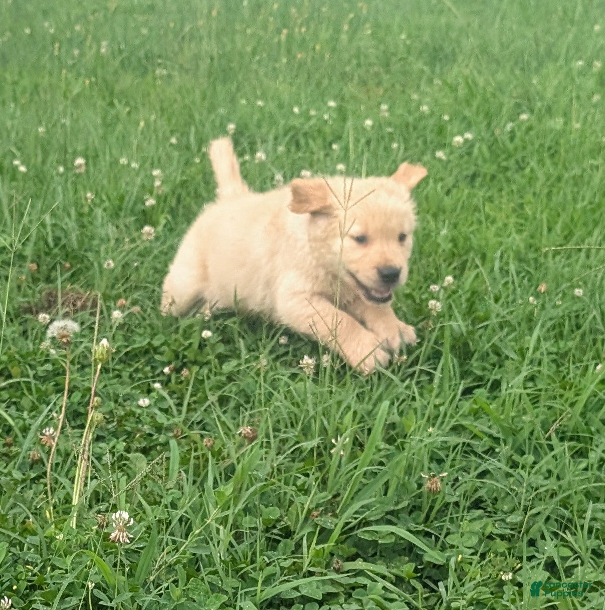 Golden Retriever dogs Leo - Ad 2