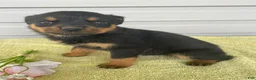 Rottweiler dogs for sale: Portia - Ad 2