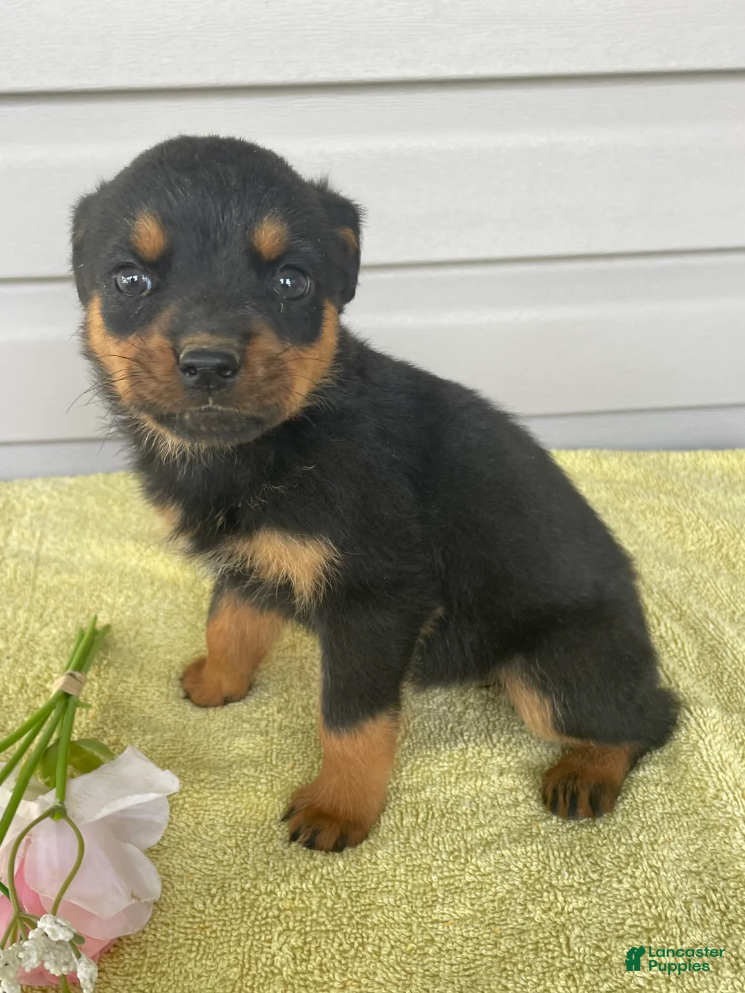 Rottweiler dogs for sale: Portia - Ad 2