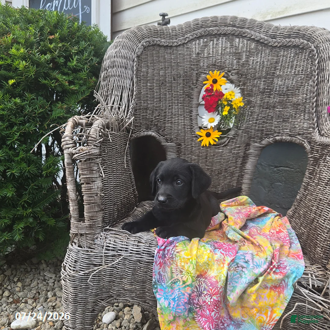 Labrador Retriever dogs for sale: Kyle - Ad 2
