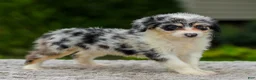 Mini Aussiedoodle dogs for sale: Brooklyn - Ad 3