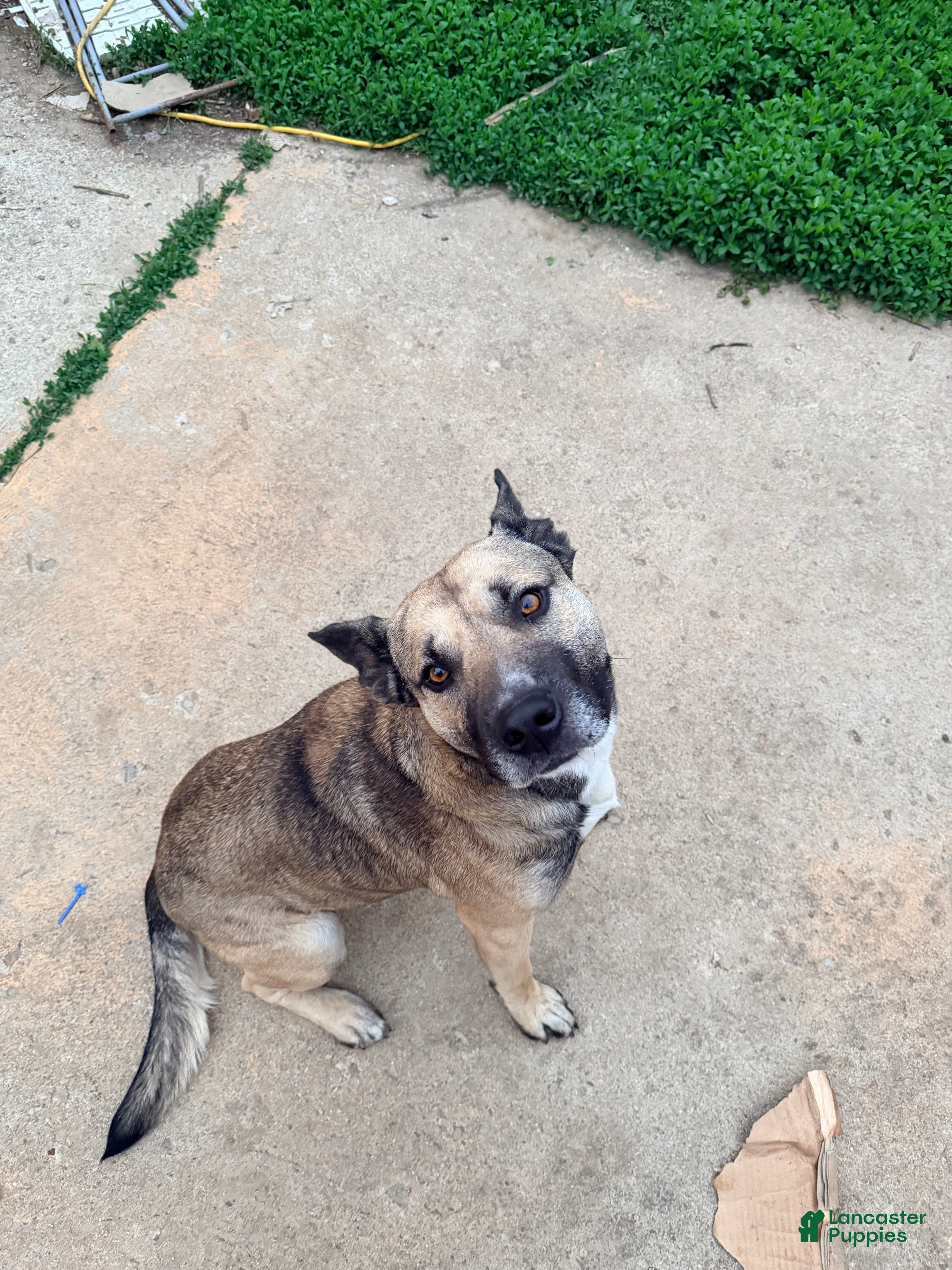 Mixed Breed dogs Mixed Breed Puppy 1 - Ad 13