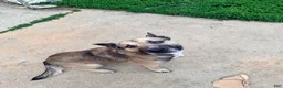 Mixed Breed dogs for sale: Mixed Breed Puppy 1 - Ad 1