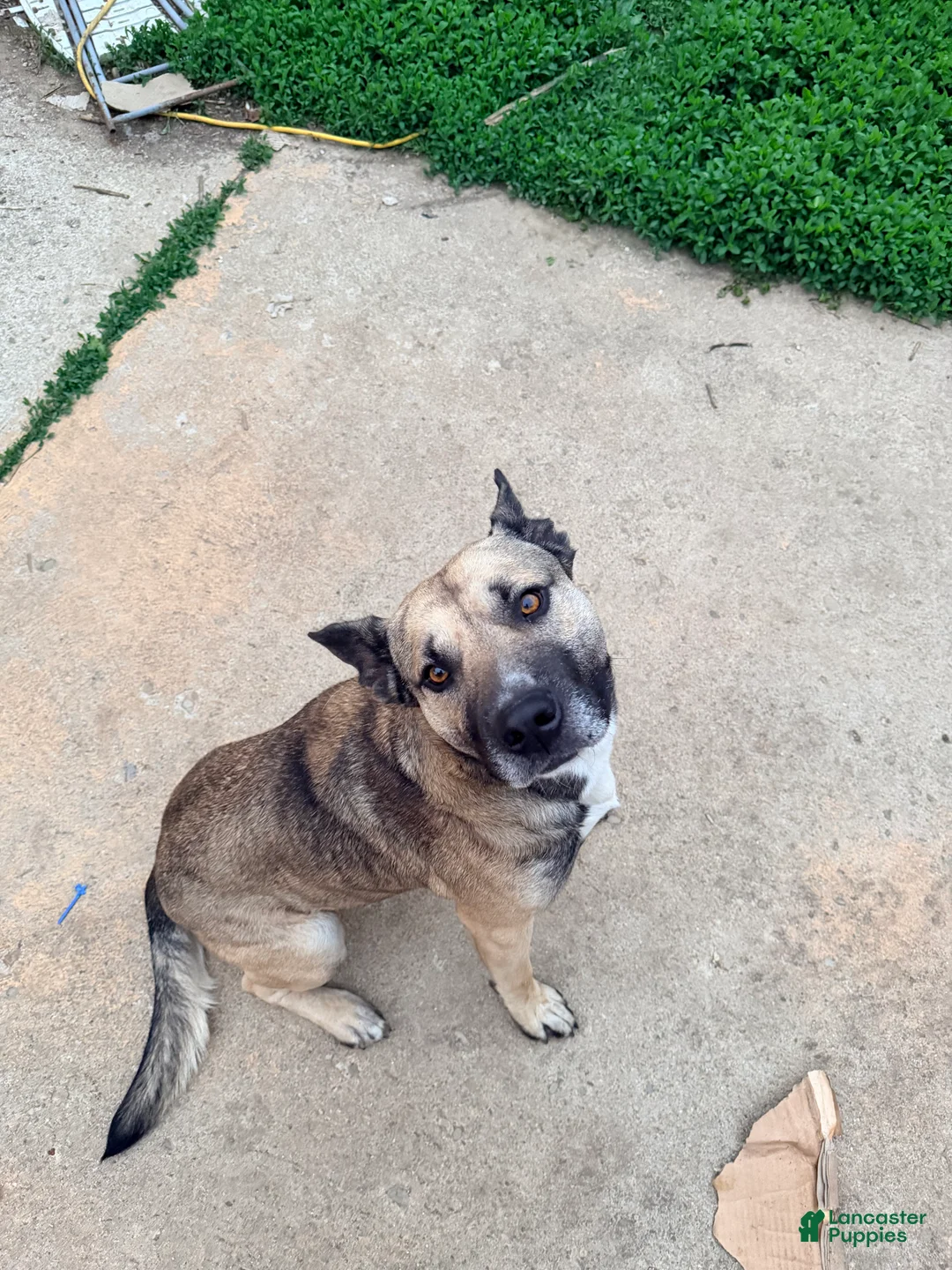 Mixed Breed dogs for sale: Mixed Breed Puppy 1 - Ad 1