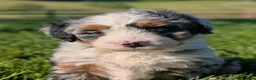 Bernedoodle dogs for sale: Shiloh  - Ad 4