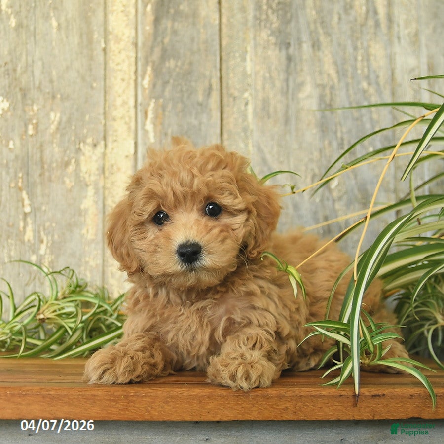 Maltipoo dogs Joyce - Ad 2