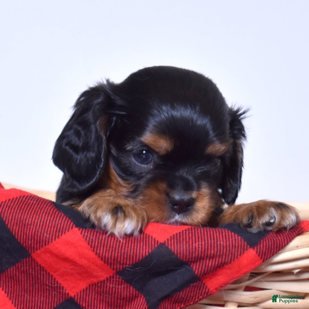 Cavalier King Charles Spaniel dogs for sale: Ranger  - Ad 5
