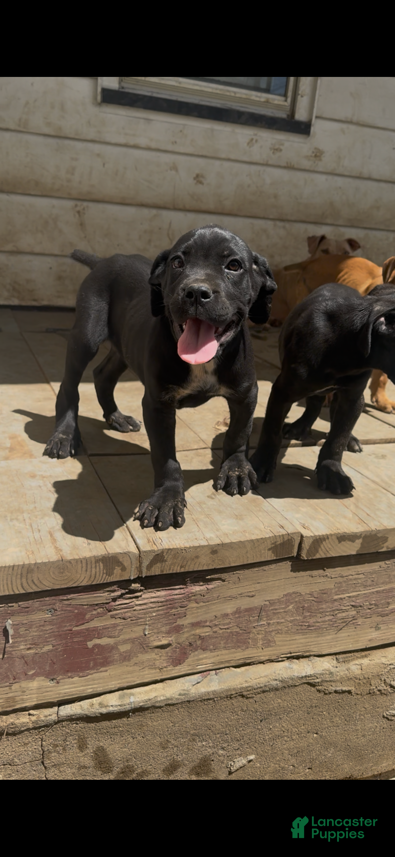 Cane Corso dogs Panther - Ad 1