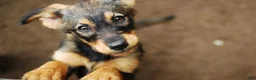 Mixed Breed dogs for sale: Mixed Breed 1 - Ad 2