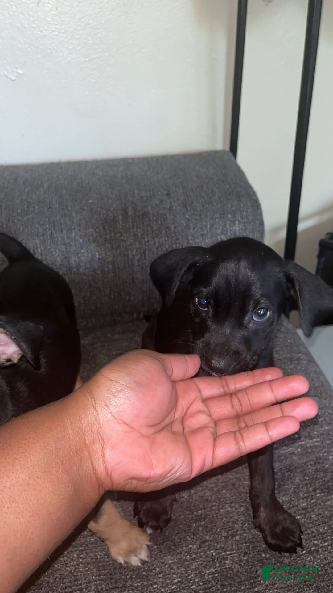 Mixed Breed dogs for sale: Mittens - Ad 2