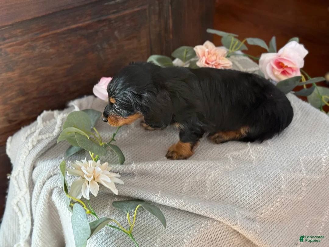 Miniature Dachshund dogs for sale: Monty - Ad 2