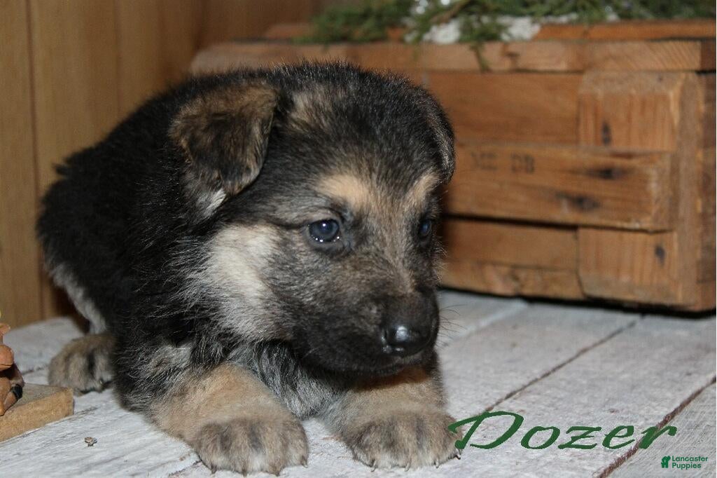 German Shepherd dogs German Shepherd Puppy 5 Dozer - Ad 31