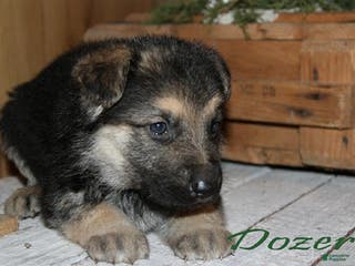 German Shepherd dogs German Shepherd Puppy 5 Dozer - Ad 41