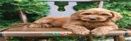 Cockapoo dogs for sale: Scout - Ad 1