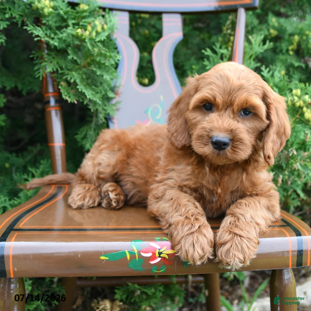 Cockapoo dogs for sale: Scout - Ad 1