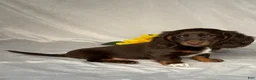 Miniature Dachshund dogs for sale: Grace - Ad 3