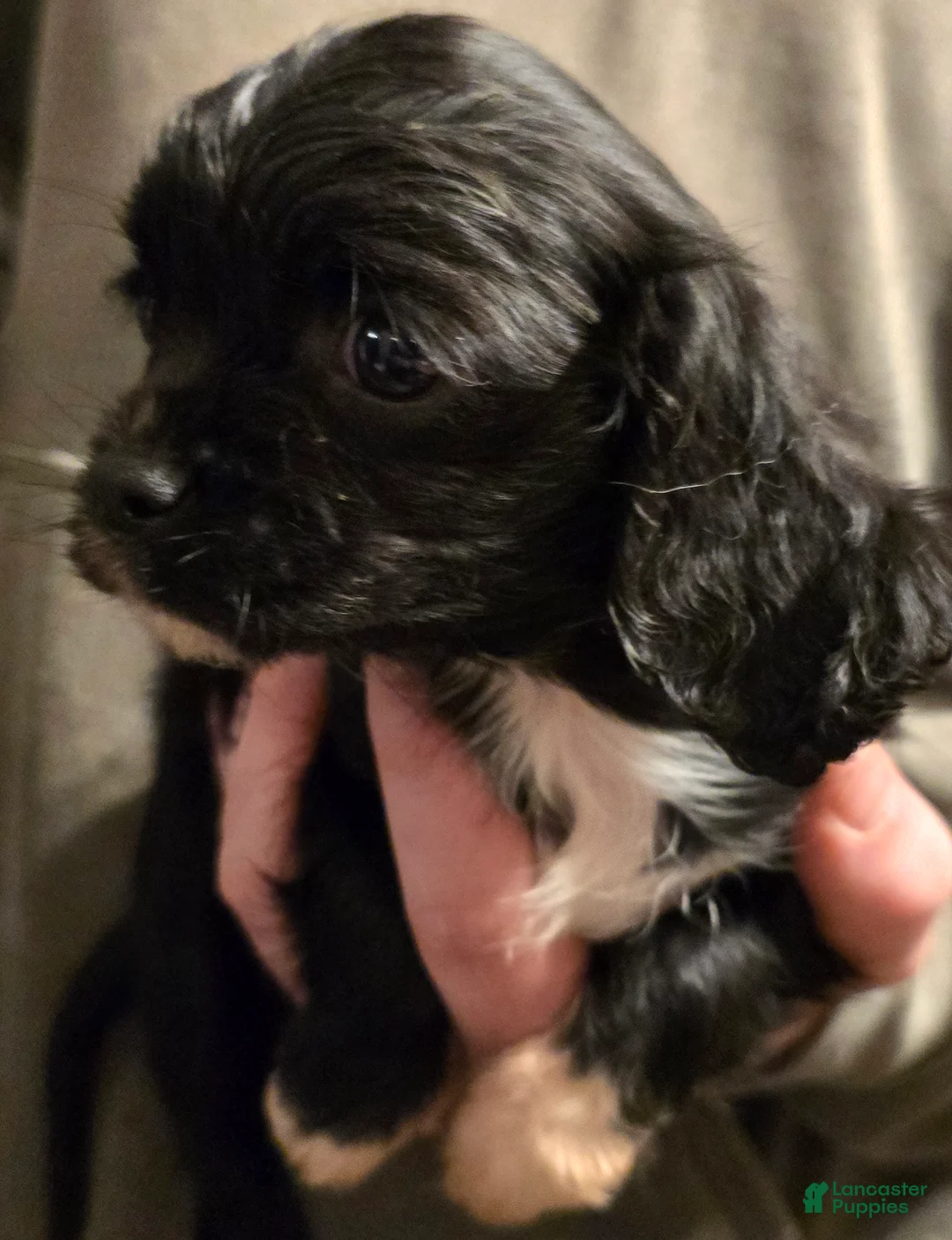 Cavalier King Charles Spaniel dogs for sale: Cavalier King Charles Spaniel Puppy 2 - Ad 1