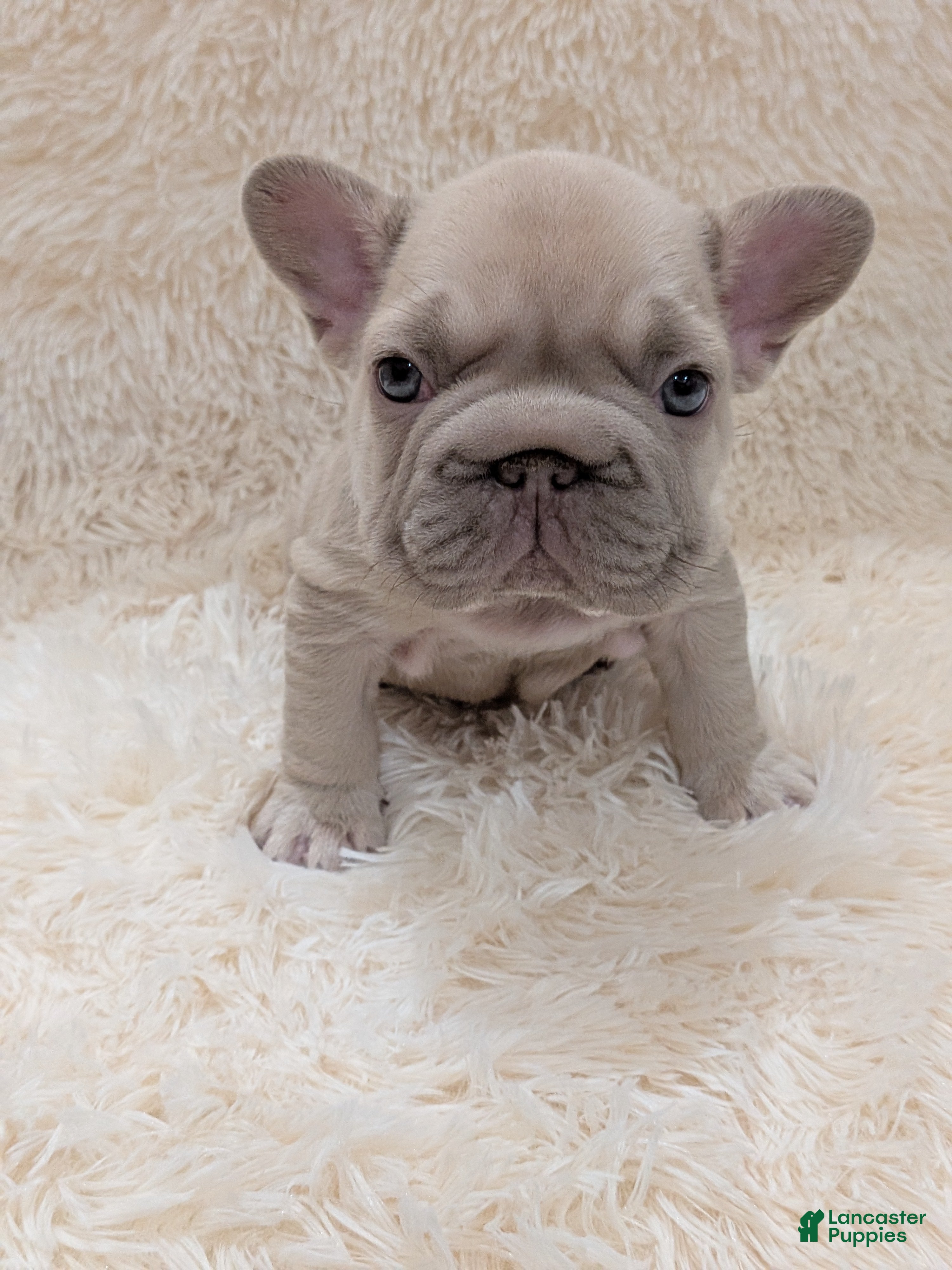 French Bulldog dogs Dior  - Ad 31