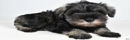 Miniature Schnauzer dogs for sale: Macy - Ad 3