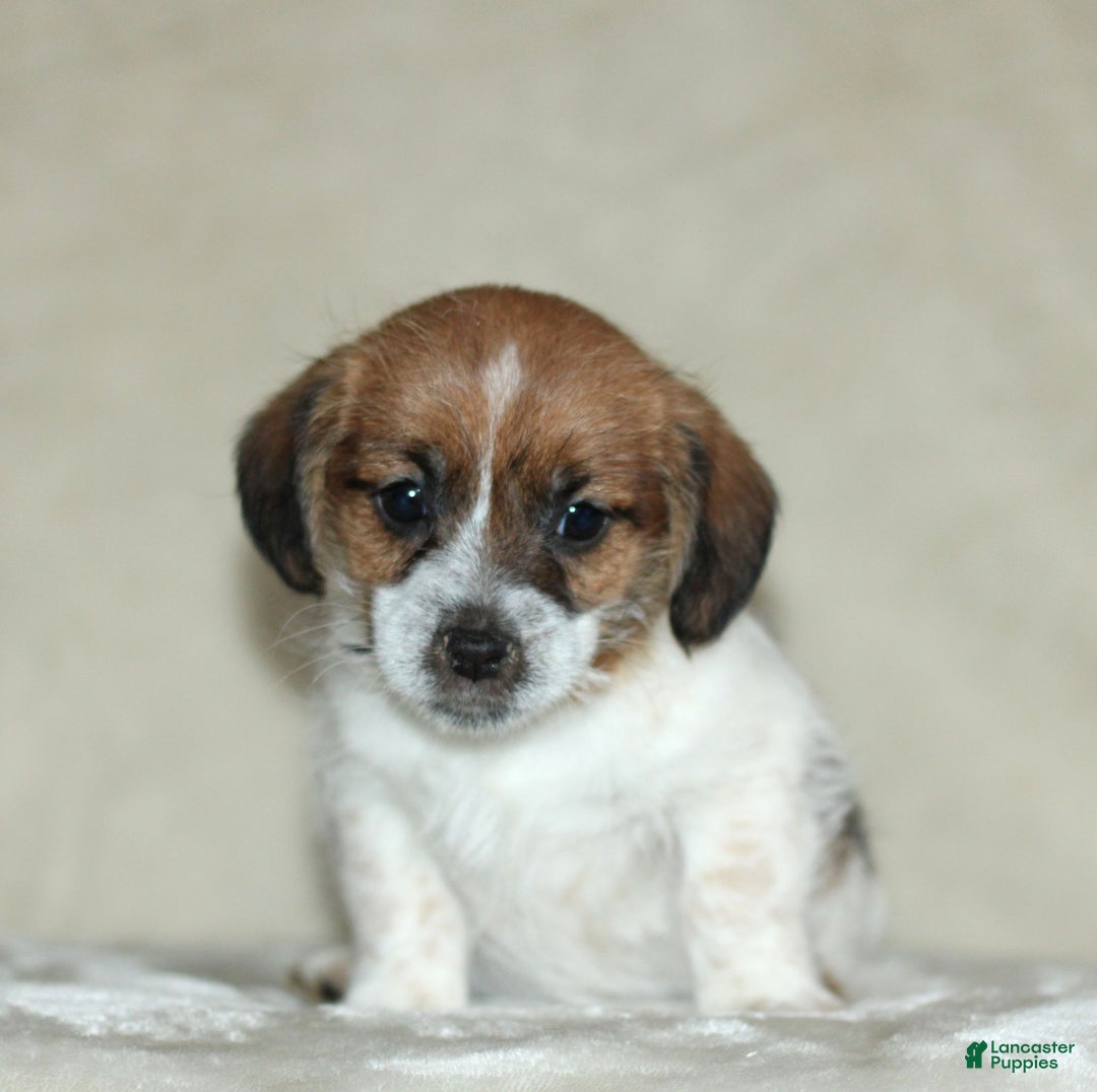 Mixed Breed dogs for sale: Lacey  - Ad 4