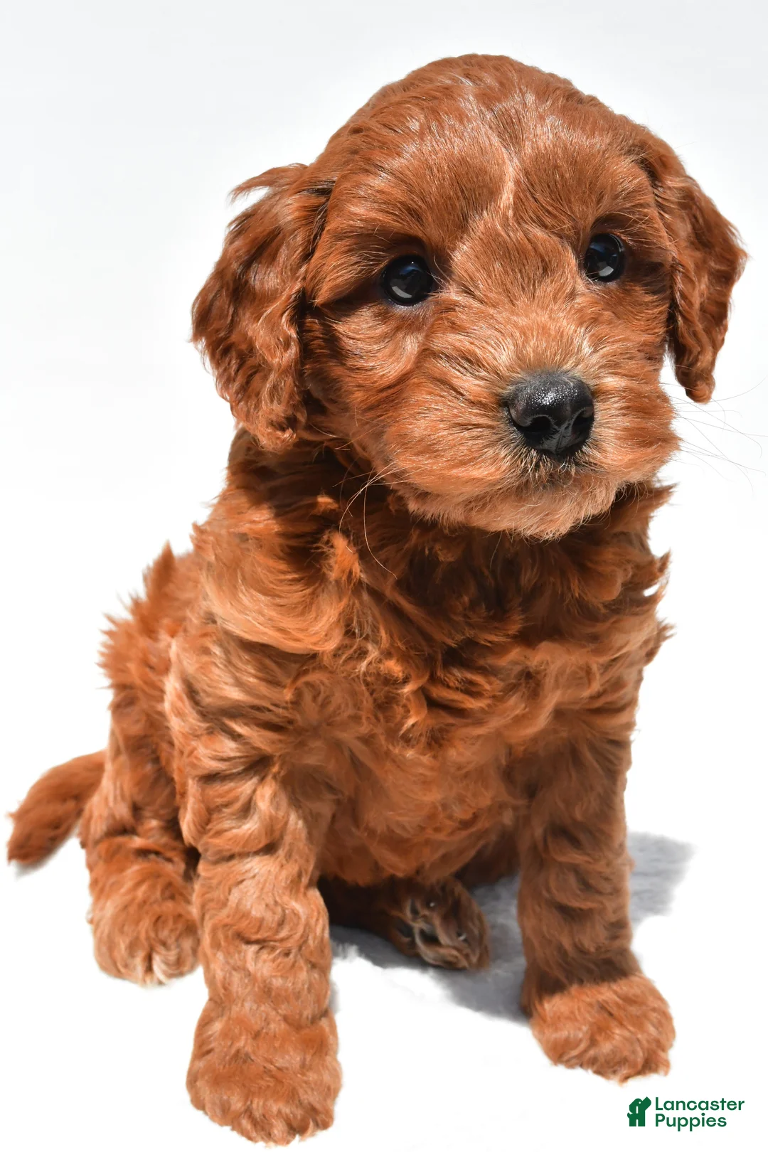 Mini Goldendoodle dogs for sale: Hank  - Ad 1