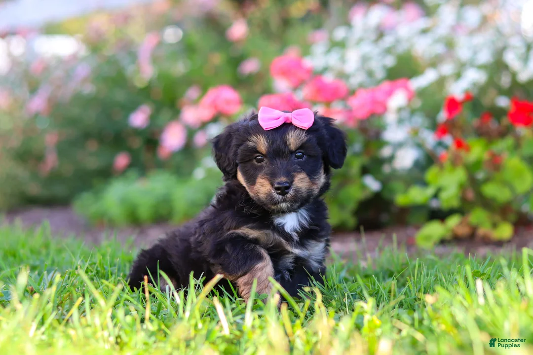 Mixed Breed dogs for sale: Maple - Ad 1
